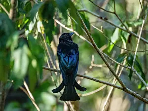 Avifauna Prints: Adult Wallacean drongo perched in a palm tree in Komodo Island during bright daylight hours