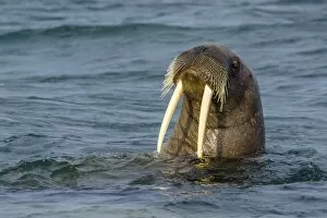 Tusk Gallery: Adult walrus (Odobenus rosmarus rosmarus), Torrelneset, Nordauslandet Island, Svalbard Archipelago