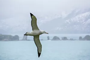 Foreground Focus Gallery: An adult wandering albatross (Diomedea exulans) in flight near Prion Island, South Georgia