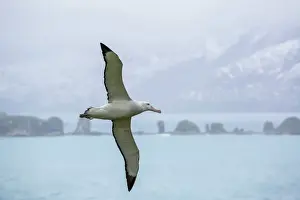 Spread Wings Prints: An adult wandering albatross (Diomedea exulans) in flight near Prion Island, South Georgia