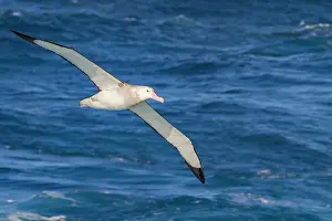 Wildlife Conservation Prints: Adult wandering albatross (Diomedea exulans) in flight near the Tristan da Cunha Group