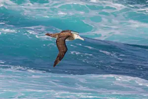Ocean Waves Prints: Adult wandering albatross (Diomedea exulans) in flight near the Tristan da Cunha Group