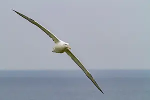 Avifauna Prints: Adult wandering albatross gliding over the ocean near Prion Island