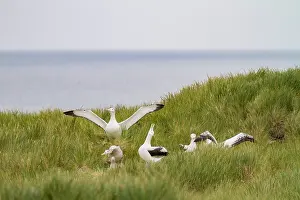 Ornithology Prints: Adult wandering albatrosses interact at breeding colony on Prion Island in South Georgia and South Sandwich Islands