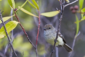 Santiago Island Prints: Adult warbler finch (Certhidea olivacea)