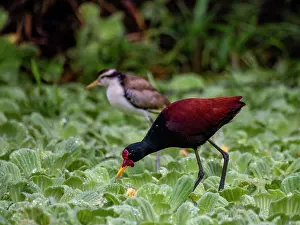 Waterscape Prints: Adult wattled jacana, Jacana jacana