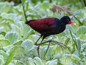 Wetlands Prints: Adult wattled jacana, Jacana jacana
