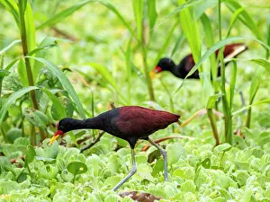 Avifauna Prints: Adult wattled jacanas, Jacana jacana