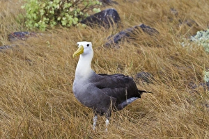 Adult waved albatross (Diomedea irrorata), Espanola Island, Galapagos Islands, UNESCO World Heritage Site, Ecuador, South America