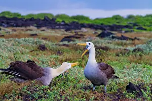 Breeding Season Prints: Adult waved albatross (Diomedea irrorata) at breeding colony on Espanola Island