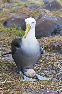 Albatross Prints: Adult waved albatross (Diomedea irrorata) with single egg
