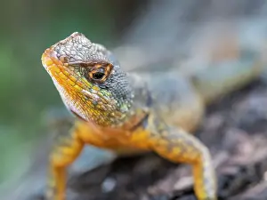 An adult western collared spiny lizard (Tropidurus catalanensis), Iguazu Falls, UNESCO World Heritage Site, Misiones Province, Argentina, South America
