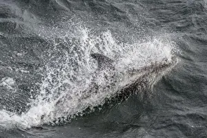Surfacing Prints: Adult white-beaked dolphin (Lagenorhynchus albirostris) off the west coast of Spitsbergen