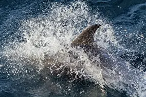 Surfacing Prints: Adult white-beaked dolphin (Lagenorhynchus albirostris) surfacing in the Svalbard Archipelago