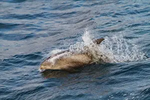 Surfacing Prints: Adult white-beaked dolphin (Lagenorhynchus albirostris) surfacing in the Svalbard Archipelago