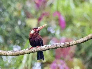 Beak Prints: Adult white-eared jacamar, Galbalcyrhynchus leucotis