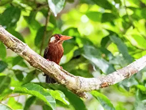 Avifauna Prints: Adult white-eared jacamar, Galbalcyrhynchus leucotis