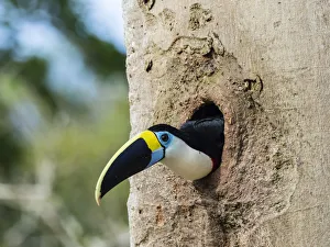 Rainforests Prints: An adult white-throated toucan (Ramphastos tucanus), in Magdalena Creek, Amazon Basin