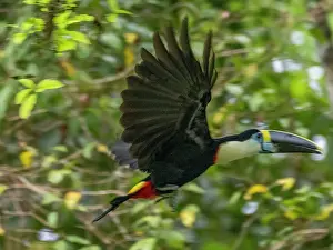 Preserve Prints: Adult white-throated toucan, Ramphastos tucanus