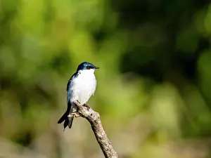 Avifauna Prints: A adult white-winged swallow, Tachycineta albiventer
