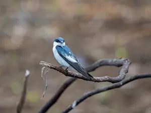 Amazon Prints: A adult white-winged swallow, Tachycineta albiventer