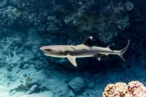 South Pacific Gallery: Adult whitetip reef shark, Triaenodon obesus, with cleaner wrasse, Roroia, Tuamotus