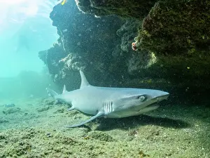 Adult whitetip reef shark (Triaenodon obesus) under a ledge in Puerto Egas, Santiago Island, Galapagos Islands, UNESCO World Heritage Site, Ecuador, South America