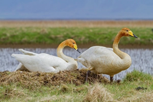 Protecting Prints: Adult whooper swan (Cygnus cygnus), pair on nest near Lake Myvatn, Iceland