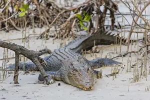 Reptile Prints: An adult wild saltwater crocodile (Crocodylus porosus)
