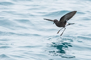 Grytviken Prints: Adult Wilsons storm petrel (Oceanites oceanicus)