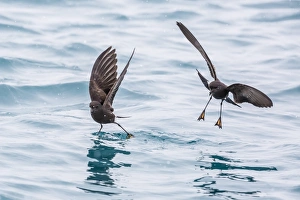Grytviken Prints: Adult Wilsons storm petrels (Oceanites oceanicus), surface feeding at Grytviken
