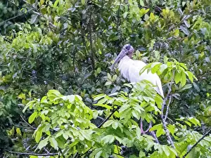 Stork Prints: Adult wood stork, Mycteria americana