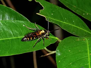 Entomology Prints: An adult yellow-banded polybia wasp
