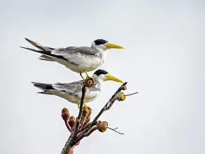 Beak Prints: Adult yellow-billed terns, Sterna superciliaris