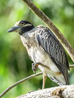 An adult yellow-crowned night heron (Nyctanassa violacea) along the shoreline at Playa Blanca, Costa Rica, Central America