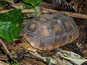 Indigenous Prints: Adult yellow-footed tortoise rests on the forest floor in Maraon River region of Peru during the day