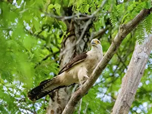 Raptor Prints: Adult yellow-headed caracara, Daptrius chimachima
