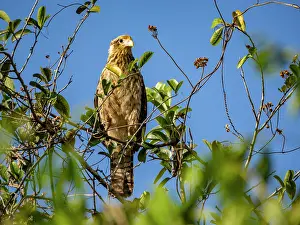 Avifauna Prints: Adult yellow-headed caracara, Daptrius chimachima