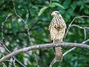 Raptor Prints: Adult yellow-headed caracara, Daptrius chimachima