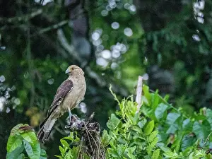 Avifauna Prints: Adult yellow-headed caracara, Daptrius chimachima