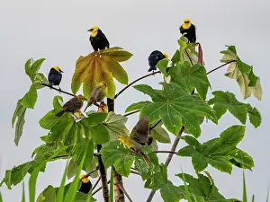 Ornithology Prints: Adult yellow-hooded blackbirds