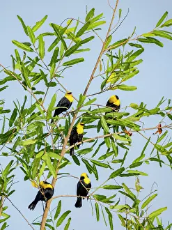 Avifauna Prints: Adult yellow-hooded blackbirds