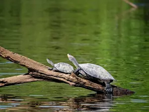 Amazon Prints: Adult yellow-spotted river turtles basking on a log in the sun near water in Peru's natural habitat