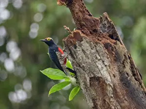 Ornithology Prints: Adult yellow-tufted woodpecker