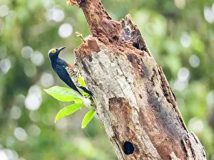 Ornithology Prints: Adult yellow-tufted woodpecker