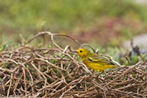 Santiago Island Prints: Adult yellow warbler (Dendroica petechia aureola)