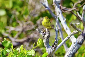 Animal Kingdom Prints: Adult yellow warbler (Dendroica petechia aureola) in the Galapagos Island Archipelago