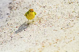 Outdoor Exploration Prints: Adult yellow warbler (Dendroica petechia aureola) in the Galapagos Island Archipelago