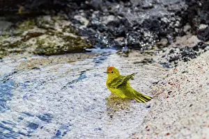 Animal Kingdom Prints: Adult yellow warbler (Dendroica petechia aureola) in the Galapagos Island Archipelago