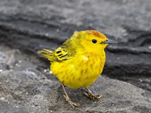 Ecuador Gallery: An adult yellow warbler (Setophaga petechia), at Puerto Egas on Santiago Island